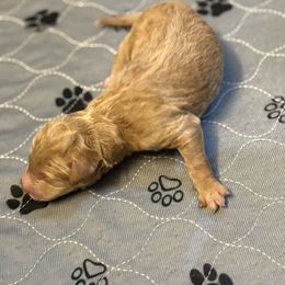 Latte - Apricot female Aussiedoodle puppy in High Point, North Carolina from Kingsfield Doodles