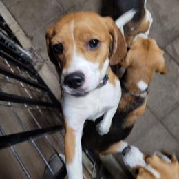 Kiwi - Black red and white female Beagle puppy in Vallejo, California from Tailwindfarm