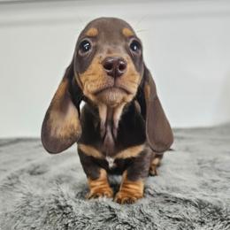 Chocolate and tan male (tiny) 3208.56 - Chocolate and tan male Dachshund puppy in Belle Rive, Illinois from Akin's Miniature Dachshunds, LLC