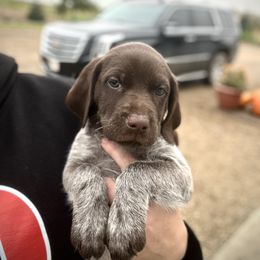 Red Male - Liver and white male German Shorthaired Pointer puppy in Osakis, Minnesota from The W5 Ranch