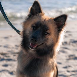 Mipha - Pomsky