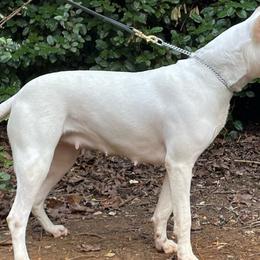 Leia - Dogo Argentino