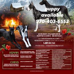 Great Dane Puppies from ROSE GREAT DANES