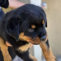 Ziva - Black and mahogany female Rottweiler puppy in Cottage Grove, Oregon from Divine Rottweilers