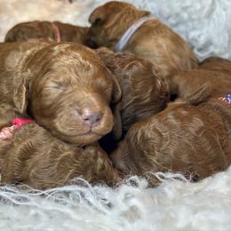 Poppy - Red  female Poodle puppy in Jensen Beach, Florida from Pineapple Poodles
