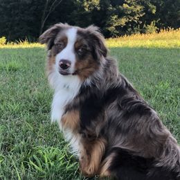 Red - Miniature Australian Shepherd