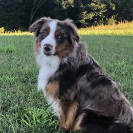 Red - Miniature Australian Shepherd