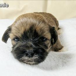 Annie - Brown female Lhasa Apso puppy in Jefferson, New York from Absolute Lhasa Love
