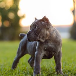 Green Collar - Gray brindle male Cane Corso puppy in Pearland, Texas from Lonestar Corso Kennels