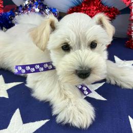 Dory - Wheaten female Miniature Schnauzer puppy in Sylvania, Georgia from Southern Sky Miniature Schnauzers