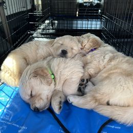 Golden Retriever Puppies from Golden Hour Golden Retrievers