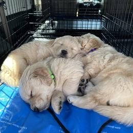 Golden Retriever Puppies from Golden Hour Golden Retrievers