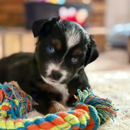 Tina - Black tri female Toy Australian Shepherd puppy in Hotchkiss, Colorado from Yampa Valley Aussies
