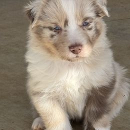 Cruz - Red merle Australian Shepherd puppy in Mineral Wells, Texas from A6 Australian Shepards