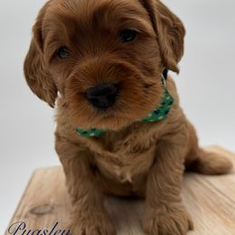 Pugsley - Caramel male Australian Labradoodle puppy in Morgan Hill, California from Loving Labradoodle