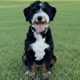 Biscuit - Bernedoodle