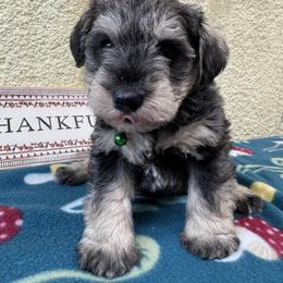 Vince - Salt and pepper male Miniature Schnauzer puppy in Comanche, Texas from Circle R Sidney
