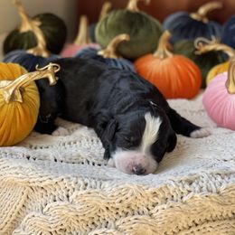 Bernedoodle Puppies from Creekside Doodles
