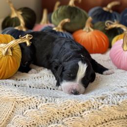 Bernedoodle Puppies from Creekside Doodles