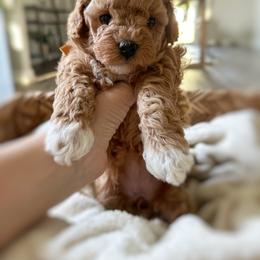 Poodle Puppies from Bruno & Co. Puppies