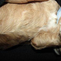 Goldendoodle and Poodle Puppies from David & Patricia Elliott
