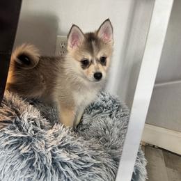 Sion - Silver and white male Pomsky puppy in Boonville, Indiana from Elysian Pomskies