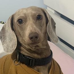 Dachshunds and French Bulldogs from Gils Funny Farm