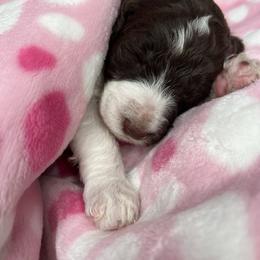 Indy - Parti female Labradoodle puppy in Ellenwood, Georgia from Four Paws Down