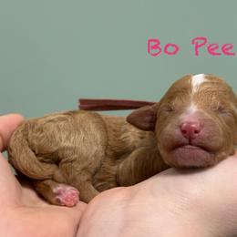Bo Peep - Red  female Poodle puppy in Williamsburg, Ohio from Iaroli’s  Small Standard Poodles