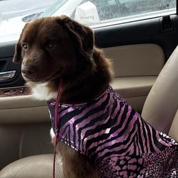 Ruby - Miniature Australian Shepherd