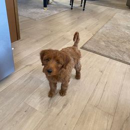 Whoodle All Grown Up from Perri’s Whoodles