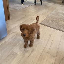 Whoodle All Grown Up from Perri’s Whoodles