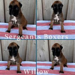 Willow - Fawn female Boxer puppy in Madisonville, Texas from Sergeant's Boxers