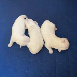 Boy 2 - White male West Highland White Terrier puppy in Idabel, Oklahoma from Ravens Nest Westies
