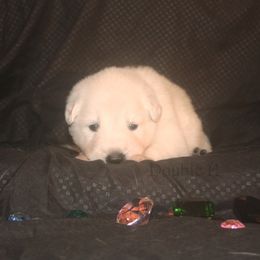 Opal -Hot Pink - White female German Shepherd puppy in Grimes County, Texas from Double H German Shepherds