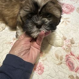 Cheri purple - Chocolate female Shih Tzu puppy in Temple, Pennsylvania from Kathy Diego's Shih Tzus