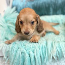 Sporty - Cream male Dachshund puppy in Decatur, Mississippi from KP Dachshunds