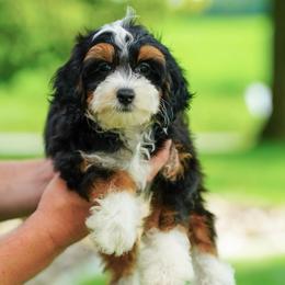 Dakota - Tri-color male Bernedoodle puppy in Dundee, Ohio from Down Home Doodle