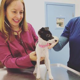 Italian Greyhound Puppies from Quality Italian Greyhounds