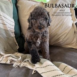 Bulbasaur - Merle male Goldendoodle puppy in Norman, Oklahoma from Wilson Family Companions