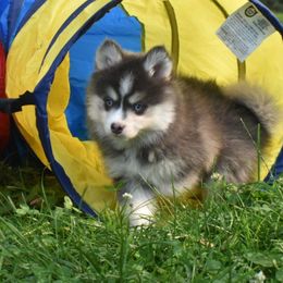 Hawkeye - Blue male Pomsky puppy in Boonville, Indiana from Elysian Pomskies