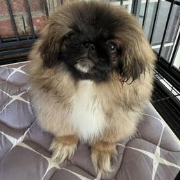 Poo Yee - Fawn brindle male Pekingese puppy in Inman, South Carolina from Ro-Lyn Pekingese