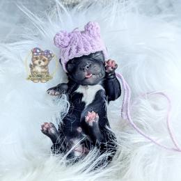 Korean Dollface Buttercup - Black female Morkie puppy in Barren Springs, Virginia from Seeking Shalom Acres Maltese, Maltipoos & Havamalts