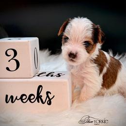 Boy 1 black - Parti male Yorkshire Terrier puppy in Machesney Park, Illinois from Three Yorkie Family