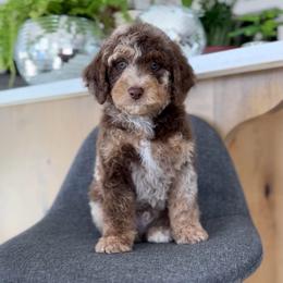 Harry - Merle male Goldendoodle puppy in St George, Utah from Doodle Bears of Southern Utah