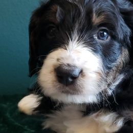 Bernedoodle Puppies from Badlands Bernedoodles