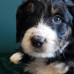 Bernedoodle Puppies from Badlands Bernedoodles