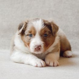 Maple - Red merle female Australian Shepherd puppy in Aberdeen, North Carolina from Huckleberry Hill Aussies LLC.