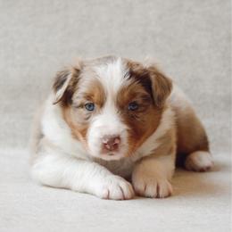 Maple - Red merle female Australian Shepherd puppy in Aberdeen, North Carolina from Huckleberry Hill Aussies LLC.