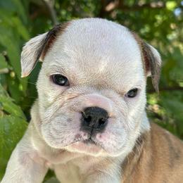 Tofu - Fawn brindle and white male Bulldog puppy in Ranger, Texas from Select Bulldogs